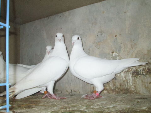 PIGEONS VOYAGEURS BLANCS 30 80150 Cr�cy-en-ponthieu