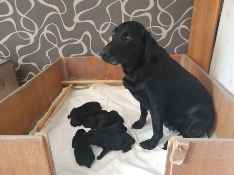 A RESERVER CHIOTS NOIRS LABRADOR LOF 750 49260 pieds