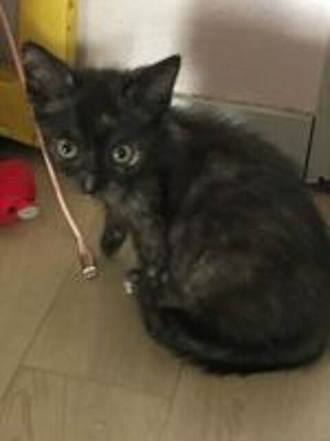   Adoption ALICE 