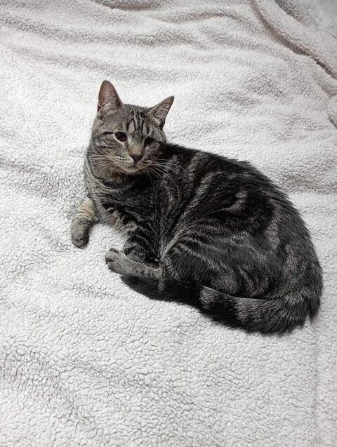 Clyde 190 59800 Lille