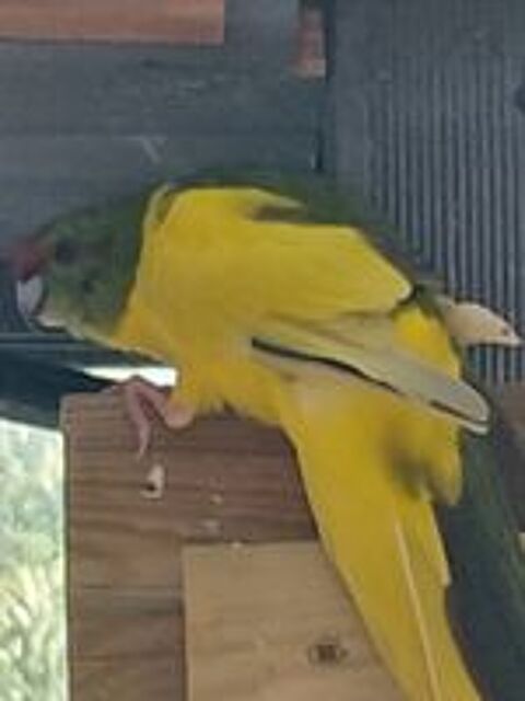   Oiseaux 