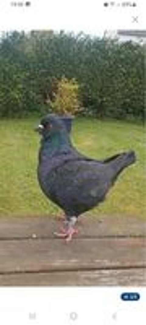   Pigeons King mâle  