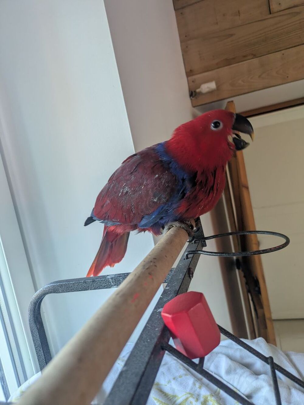   Eclectus femelle EAM 