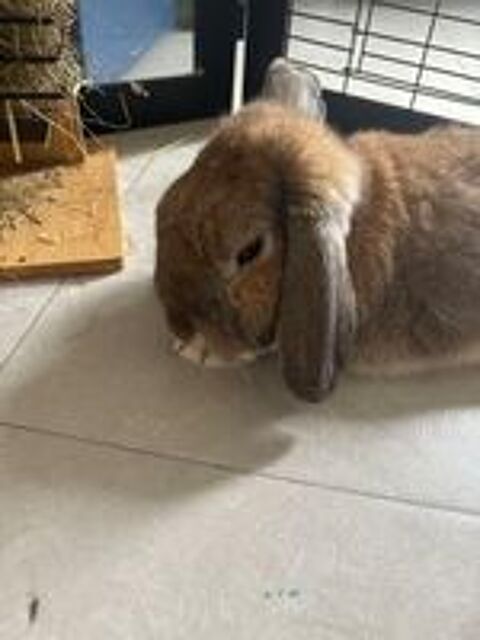   Donne lapin blier  