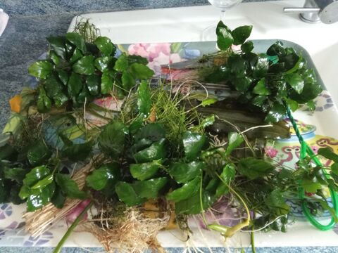 plantes aquarium 1 80800 Fouilloy