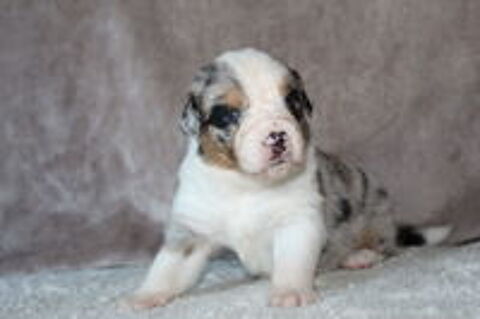   Chiots Berger Australien 