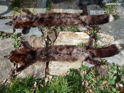 Renard argent�
35 Castres (81)