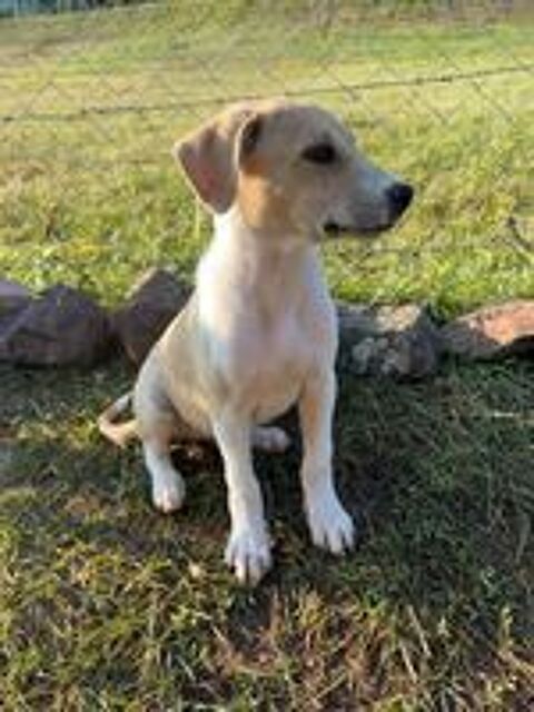   A L'ADOPTION TOBY SE TROUVE EN REFUGE MACEDOINE DU NORD 