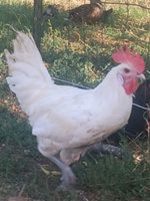   Couple poule de bresse 