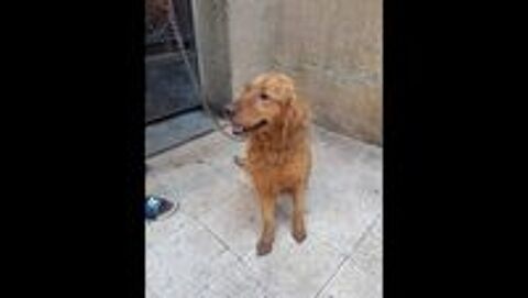   JACK MLE 2ANS1/2 NON CASTRE  A SAUVER D'GYPTE ADOPTION SEULEMENT  
