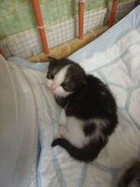   Chaton norvégien/ Birmanie  