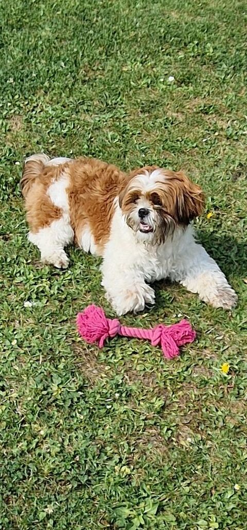 Recherche mal pour sailli shih tzu 0 62800 Livin