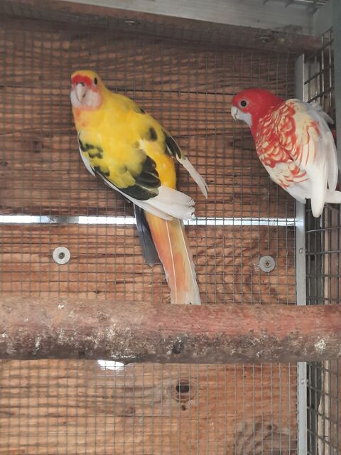 Couple pennant 250 61000 Alen�on