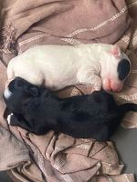   Adorables chiots Bichon Maltais croisés Yorkshire  