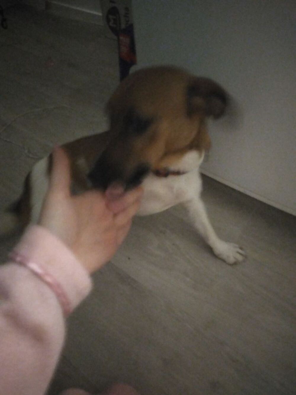  Chien Jack russel pure race 