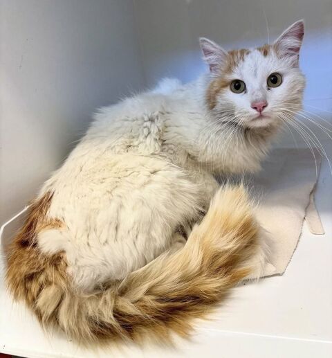 BAMAKO, chat angora blanc et roux, 4 ans 120 34000 Montpellier