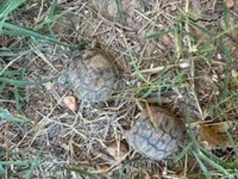   Tortues de terre nées en août 2026  