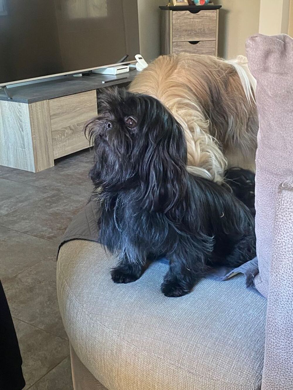   Femelle Shih Tzu  