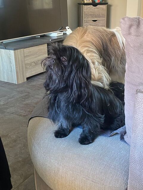 Femelle Shih Tzu  750 51310 Champguyon