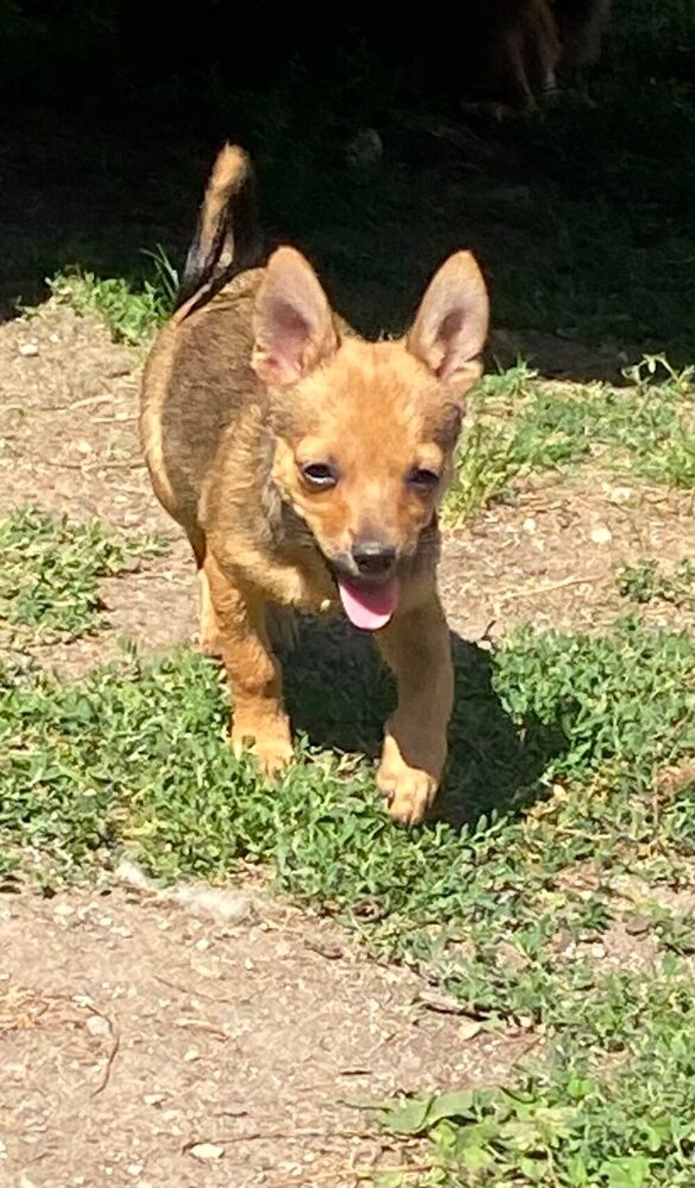   Bébé Pineranian  