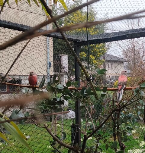 Perruches de Bourke femelles 40 73000 Chamb�ry