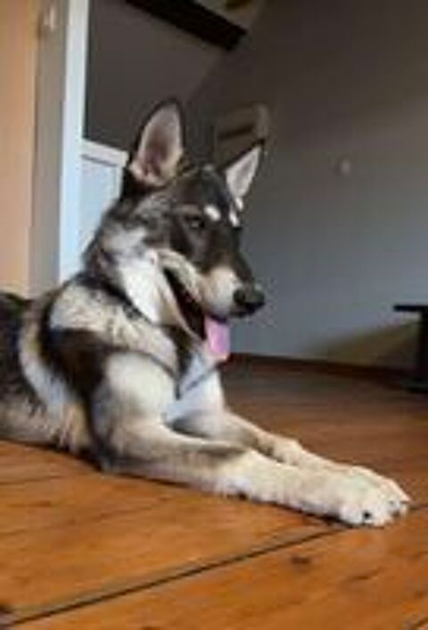   AÎKO CROISÉ YUSKI, CHIEN LOUP 