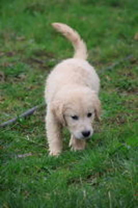   Chiots mâles et femelles GOLDEN RETRIEVER
