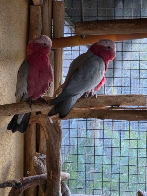 Couple Cacato&egrave;s  1500 83440 Tanneron