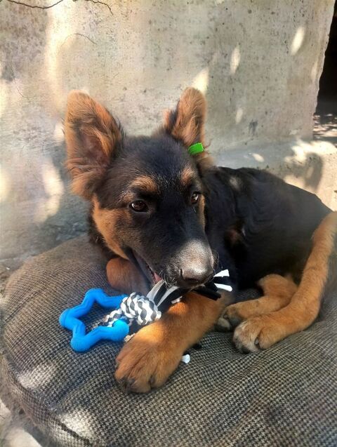 DOLLIE au refuge en UKRAINE 0 75018 Paris