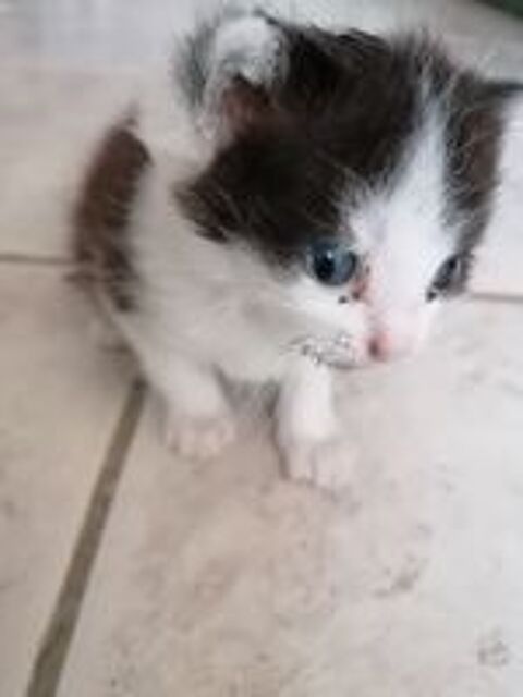   chaton cherche perle rare 