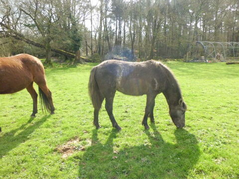 pouliche pure camargaise tr&egrave;s douce 
1800 56250 Tr�dion