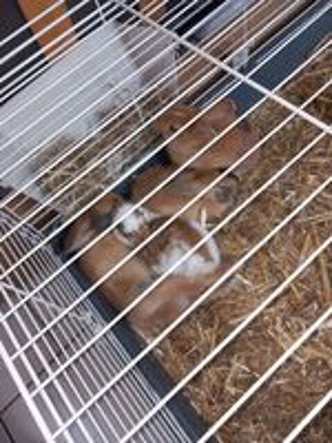   Lapin nain a réserver  