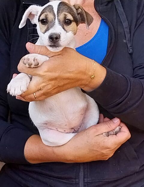 5 CHIOTS JACK RUSSEL PARSON TERRIER x FOX TERRIER 400 21460 Courcelles-frmoy