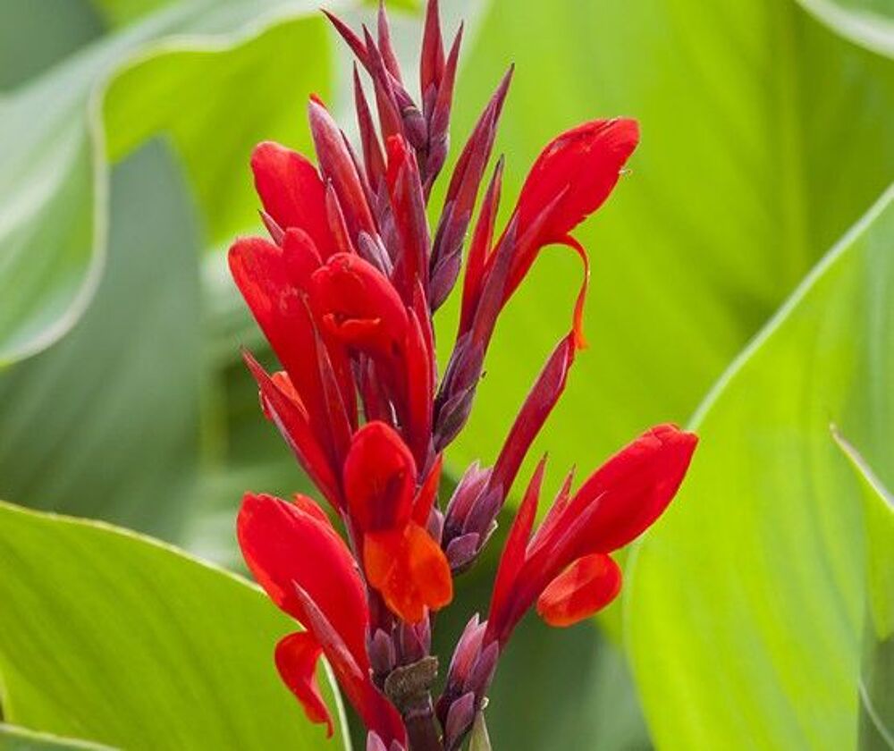 CANA : lot de 7 pieds bulbes Jardin