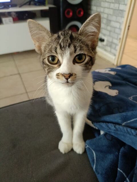 Donne chaton 77165 Saint-soupplets