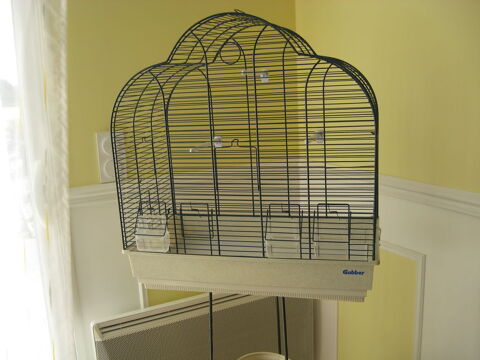 cage oiseaux 30 17380 Archingeay