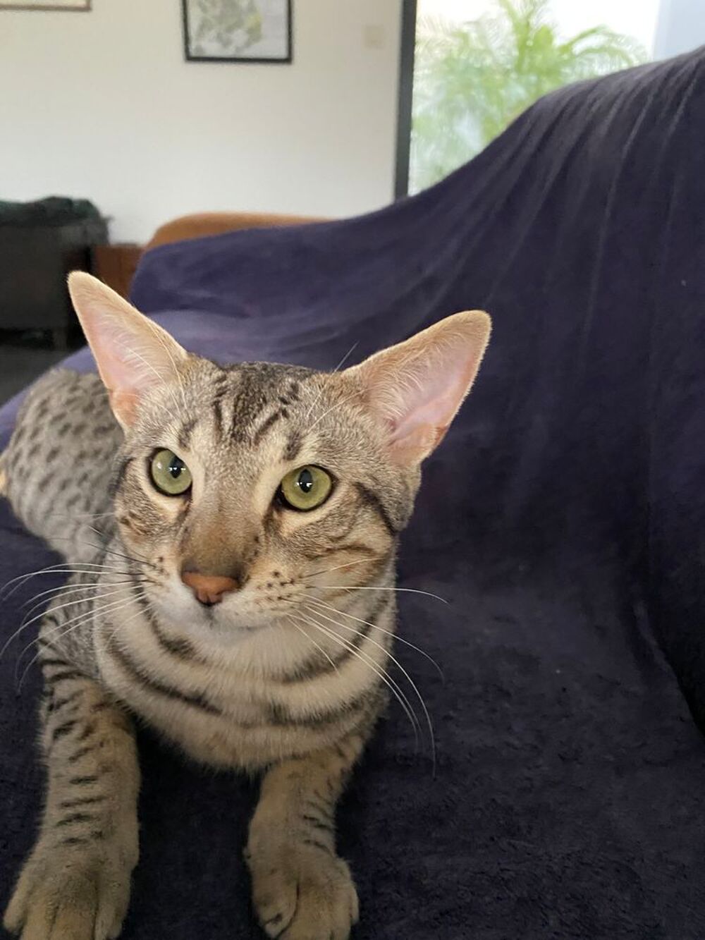   Savannah  