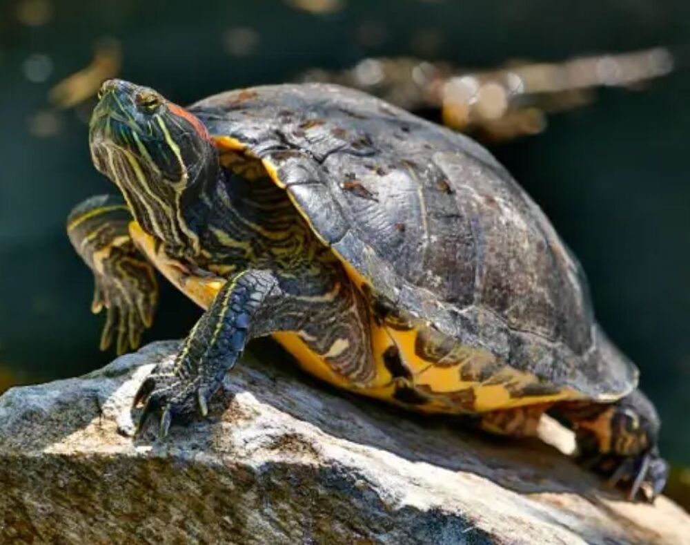   Récupére contre tres bon soin vos tortues 