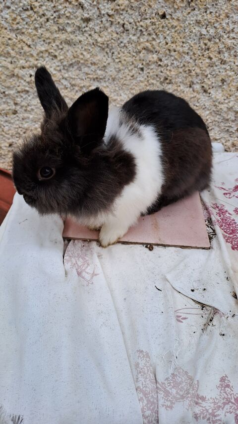 Lapin nain 20 06230 Villefranche-sur-mer