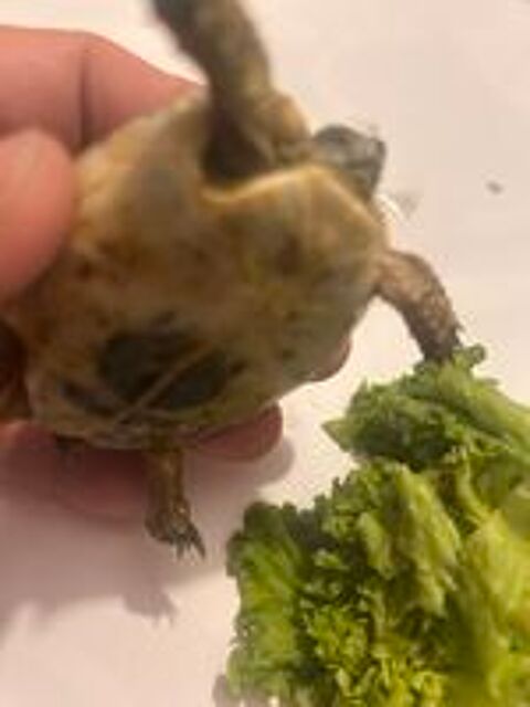  Tortues grecque 
