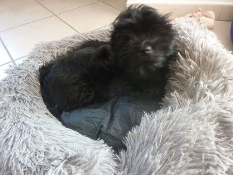 Chiot M&acirc;le  LOF 1090 74960 Cran-gevrier