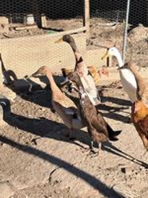   canards indien 