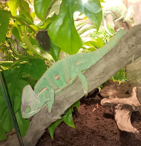 Cameleon casqué du yemen mâle et femelle 3 mois 100 87190 Droux
