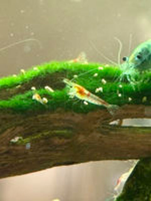   Crevettes Neocaridina déclassées 