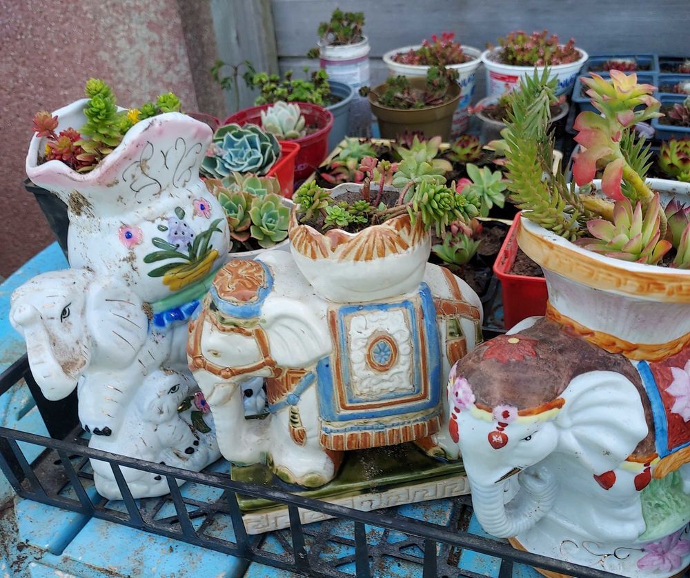 Plantes grasses, succulentes Jardin