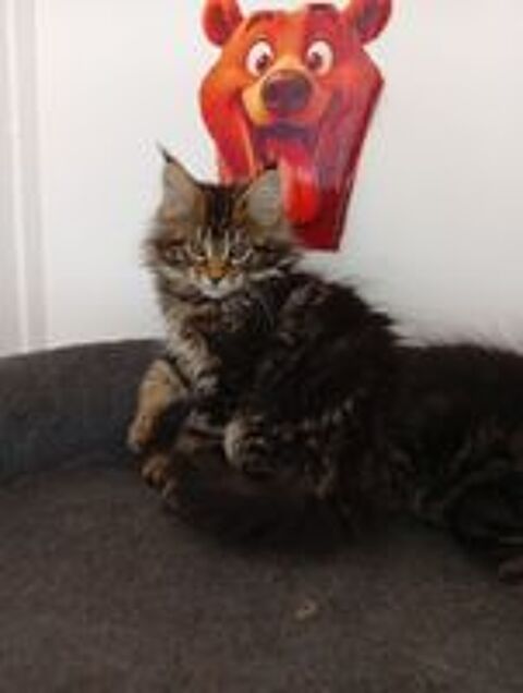   Chatonsmainecoonnonloof 