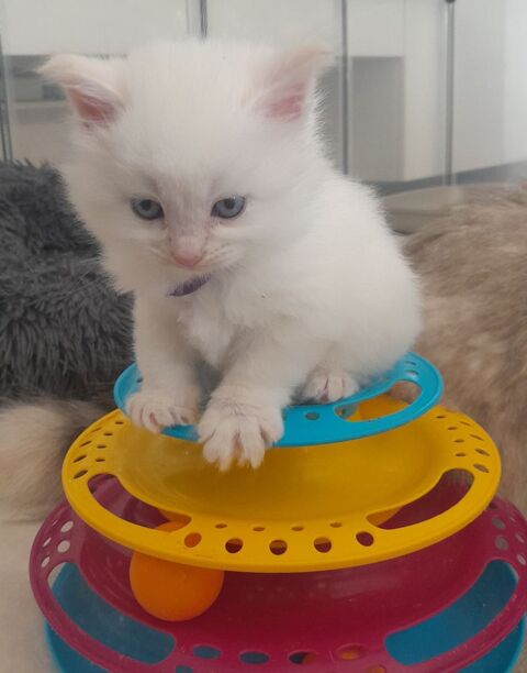 Chaton sib&eacute;rien 1500 27370 Saint-pierre-des-fleurs