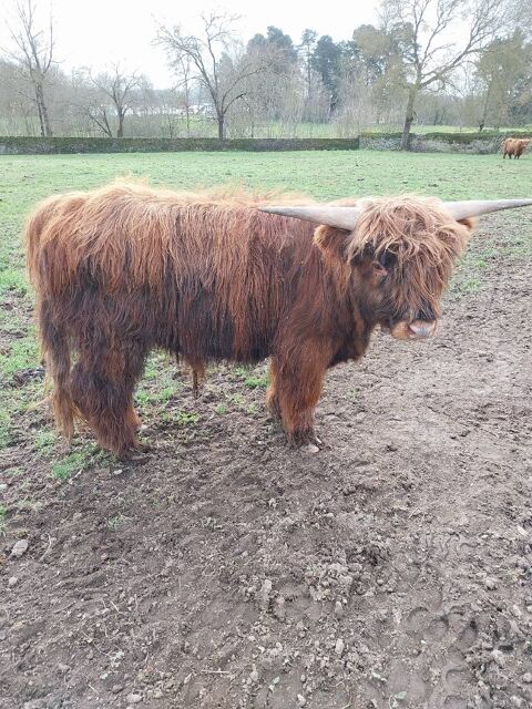 Taureau de race Highland Cattle 500 49100 Angers