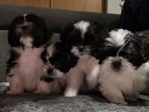   Vends chiots Shi Tzu 
