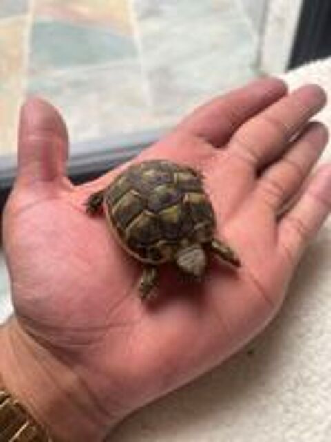   Enclos à tortue  